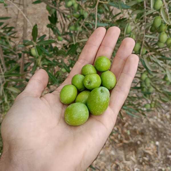 Everything you need to know about Extra Virgin Olive Oil