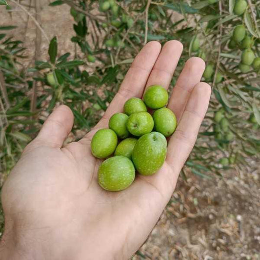 Everything you need to know about Extra Virgin Olive Oil