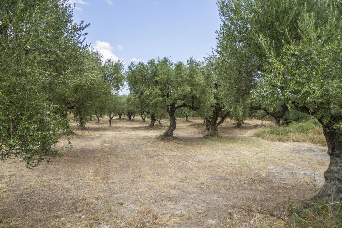Good fats: the no-nonsense guide to olive oil