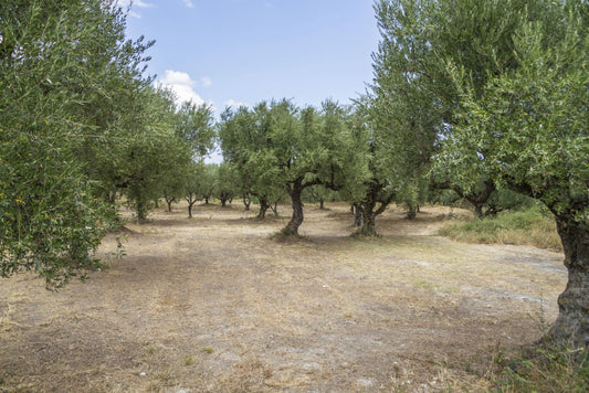 Good fats: the no-nonsense guide to olive oil