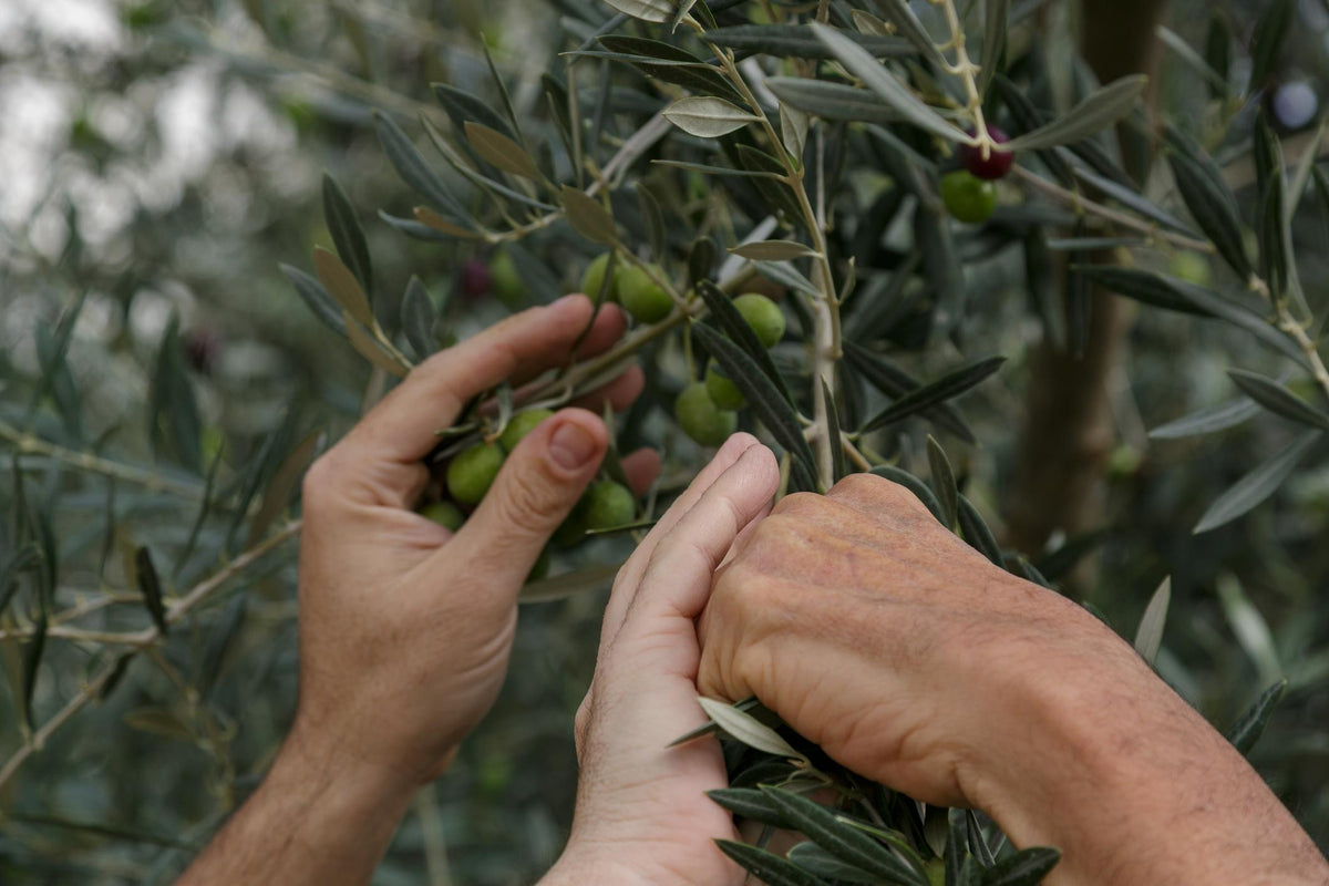Early harvest: why picking sooner makes all the difference